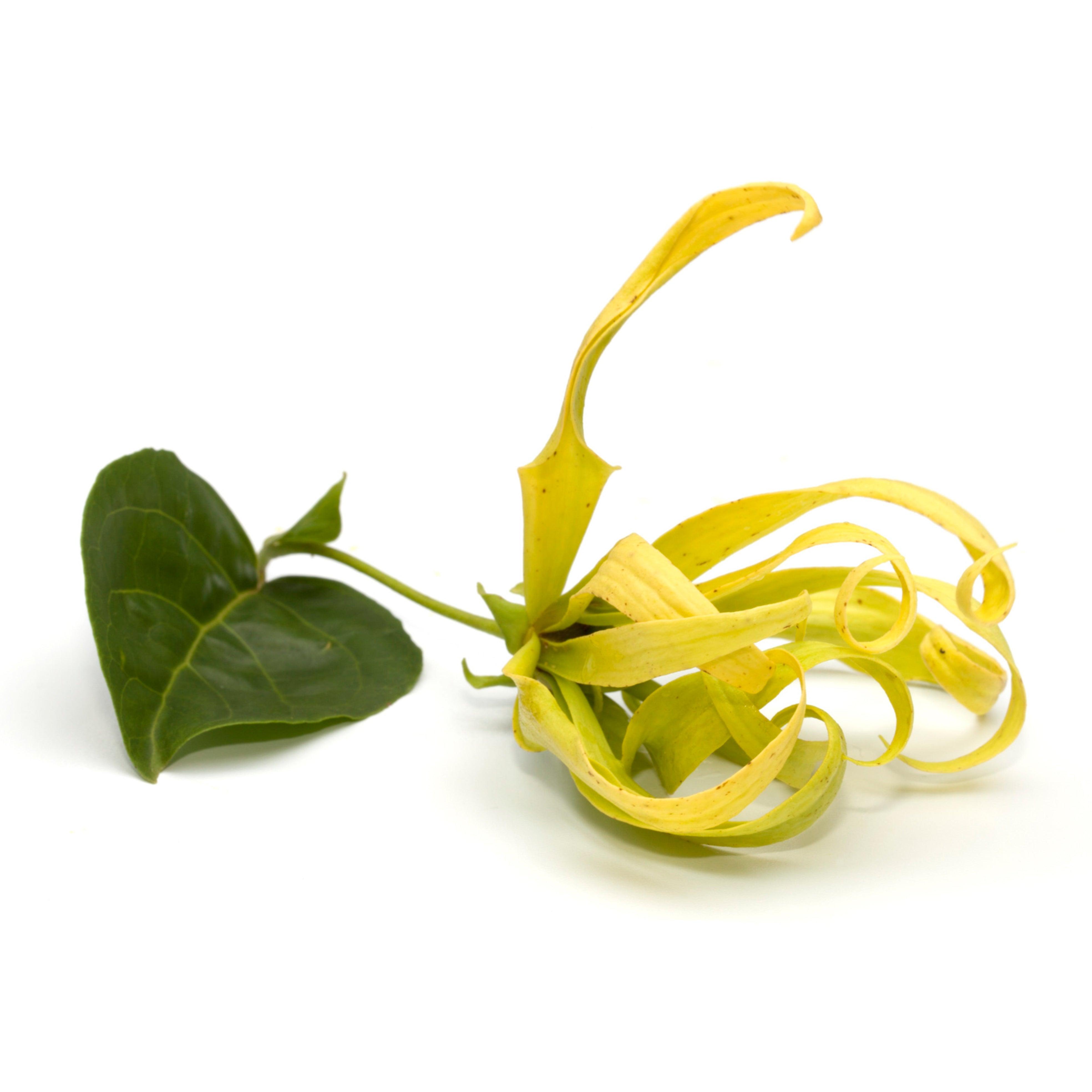 Aceite Esencial de Ylang-Ylang 10 ml